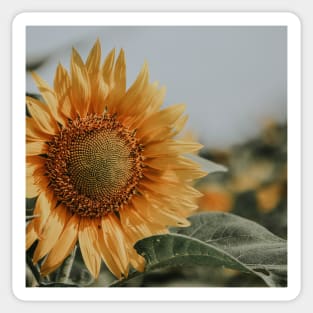 Sunflower Photography Sticker